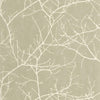 Vert lichen