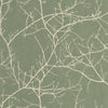 Vert eucalyptus
