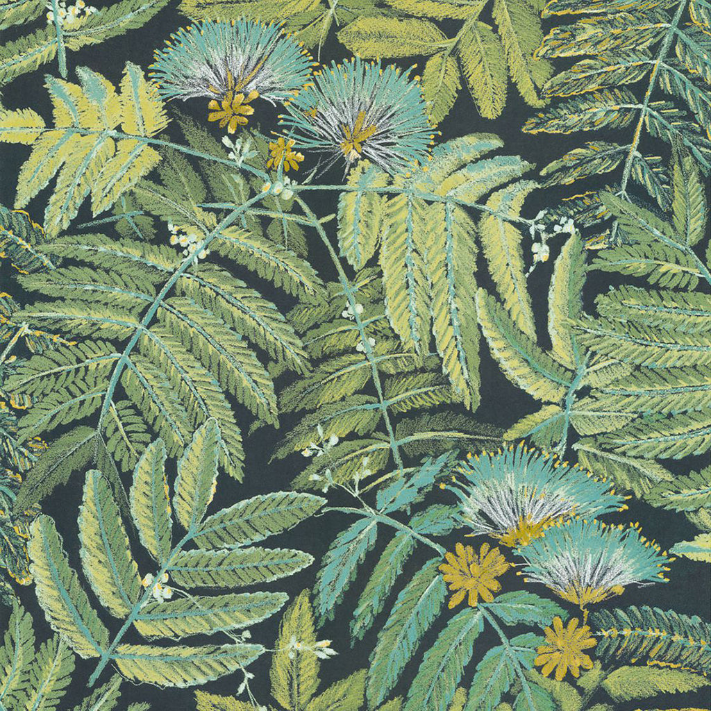 Albizia Wallpaper