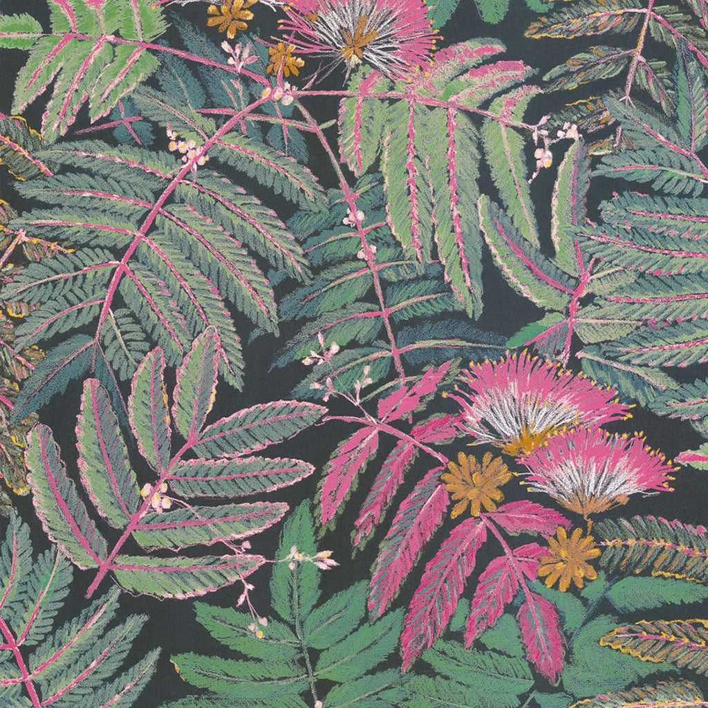 Albizia Wallpaper
