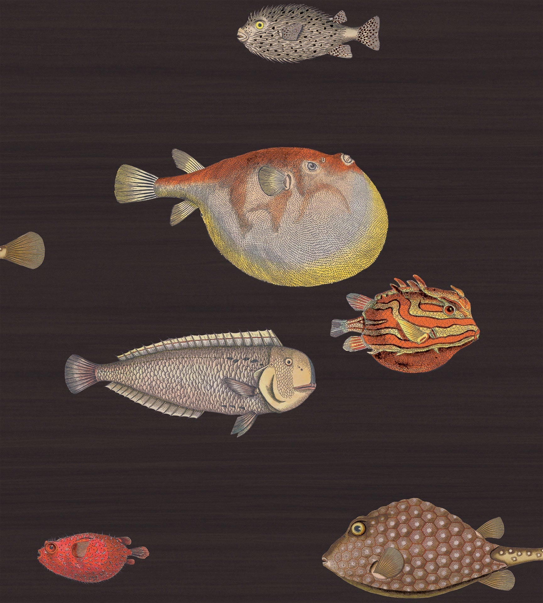 Acquario Wallpaper by Cole & Son