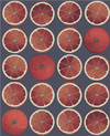 Blood Orange & Ink
