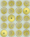 Arance Wallpaper by Cole & Son