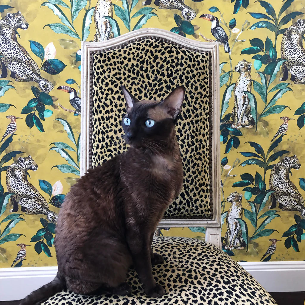 Cheetah Wallpaper by Graduate Collection