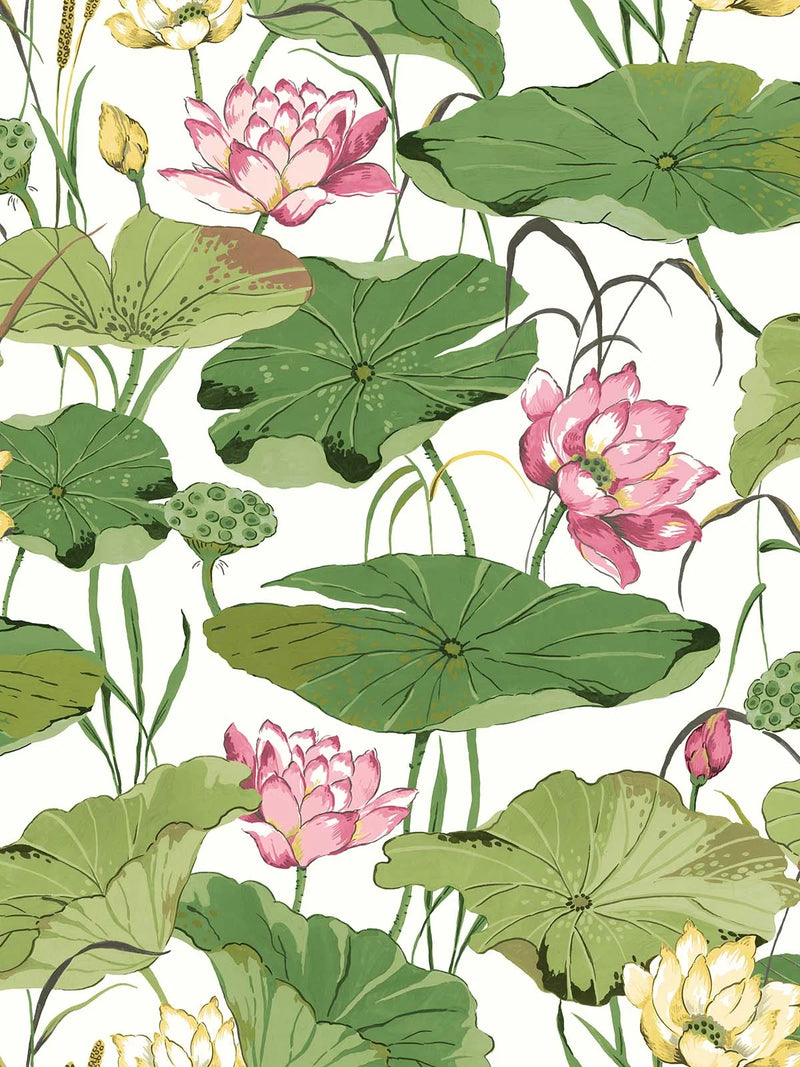 Lotus Flower Wallpaper by Daisy Bennett