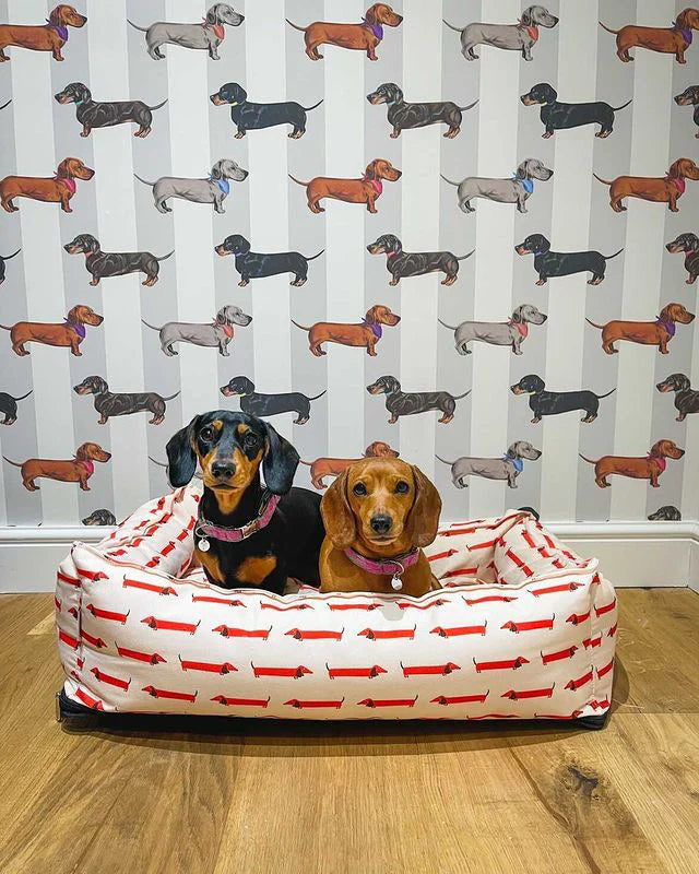Dachshund Wallpaper by Graduate Collection