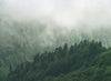 Misty Forest