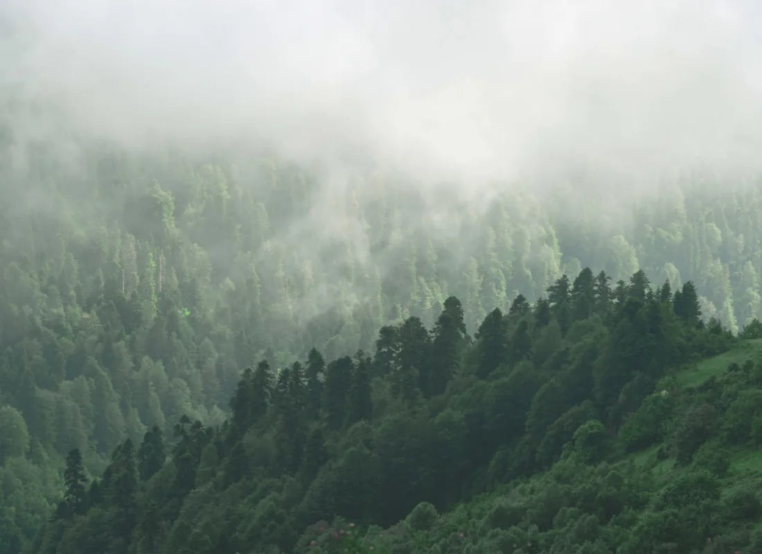 Misty Valley Mural by Hovia