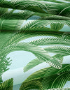 Queen Palm - Palm Grove - Wallpaper