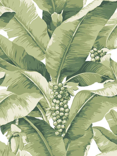 Paradisio Palm Wallpaper by Daisy Bennett