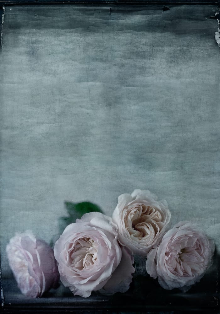 Ophelia Wallpaper by Sidney Paul & Co