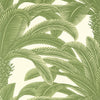 Queen Palm - Palm Grove - Wallpaper