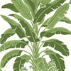 Banana Tree - Palm Grove - Wallpaper