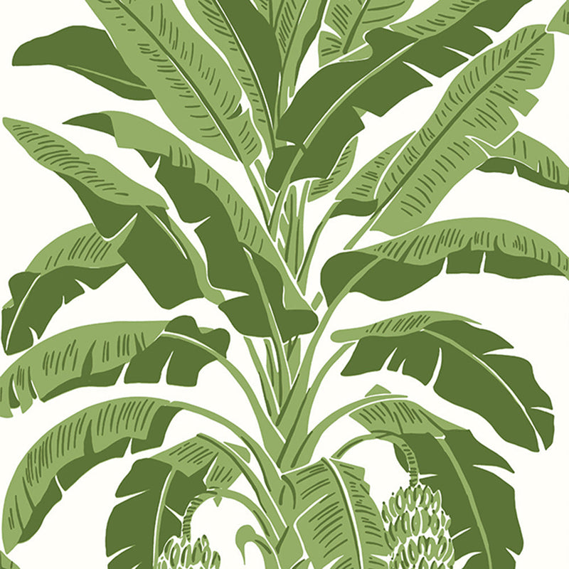 Banana Tree - Palm Grove - Wallpaper