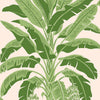 Banana Tree - Palm Grove - Wallpaper