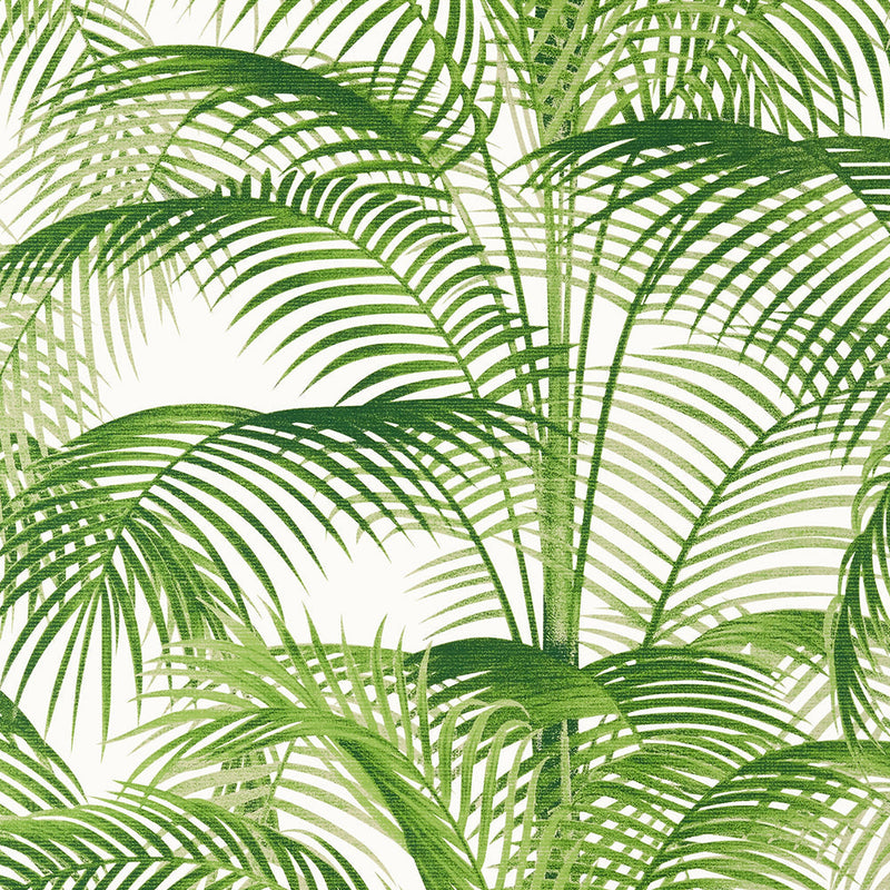 Delray - Palm Grove - Wallpaper