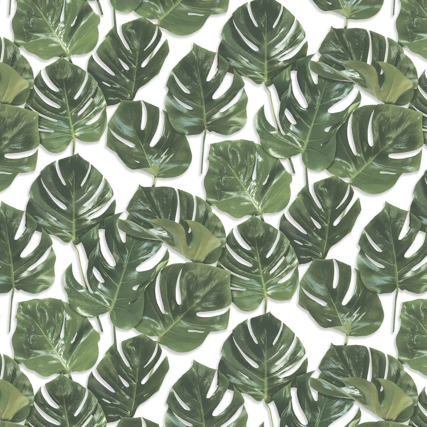 Monstera Wallpaper by Woodchip & Magnolia