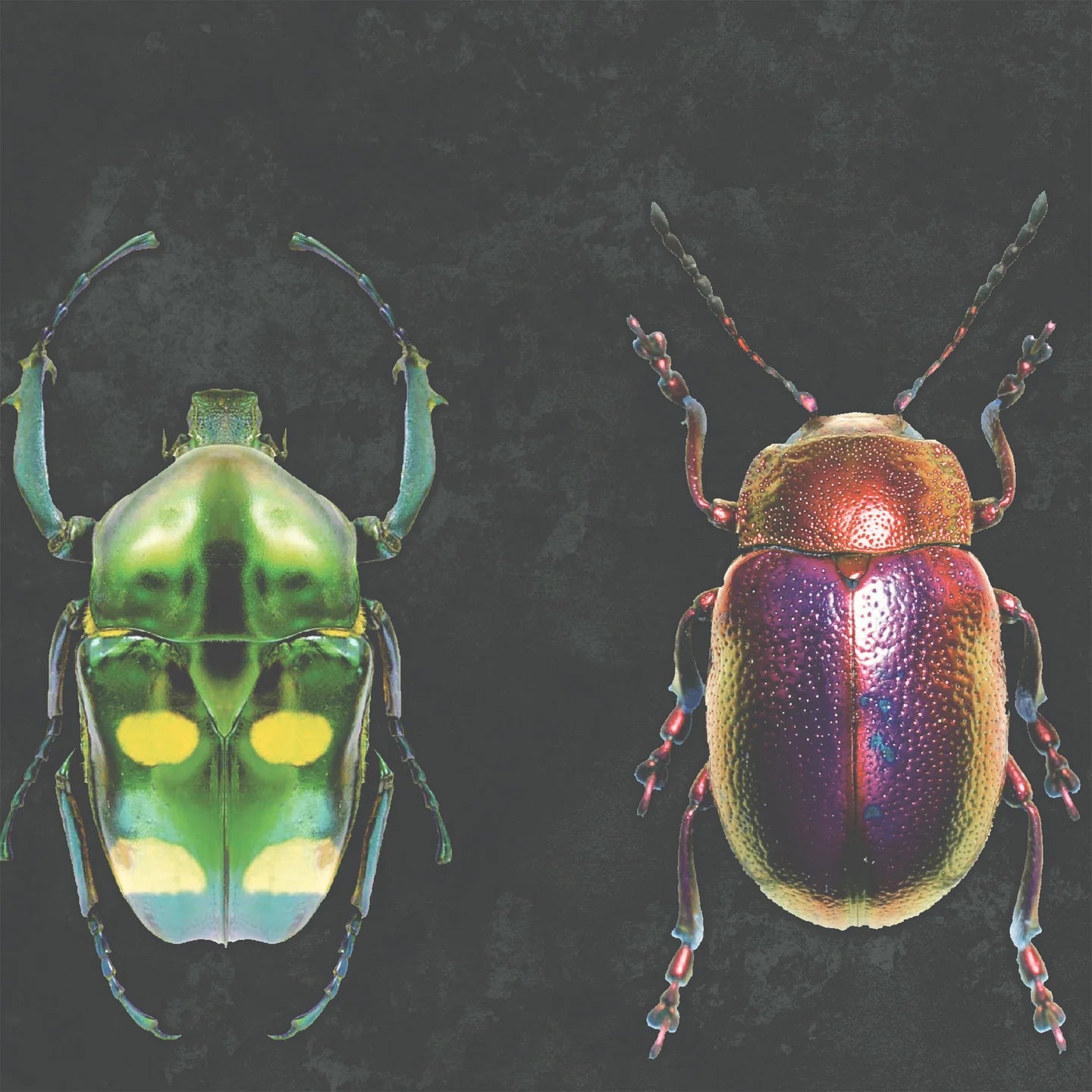 Beetle Jewels Wallpaper by Woodchip & Magnolia