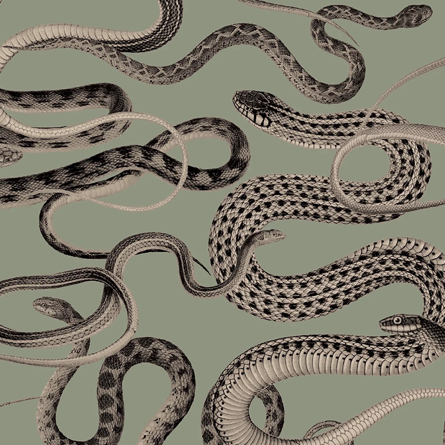 Snakes On A Plane Wallpaper by Woodchip & Magnolia