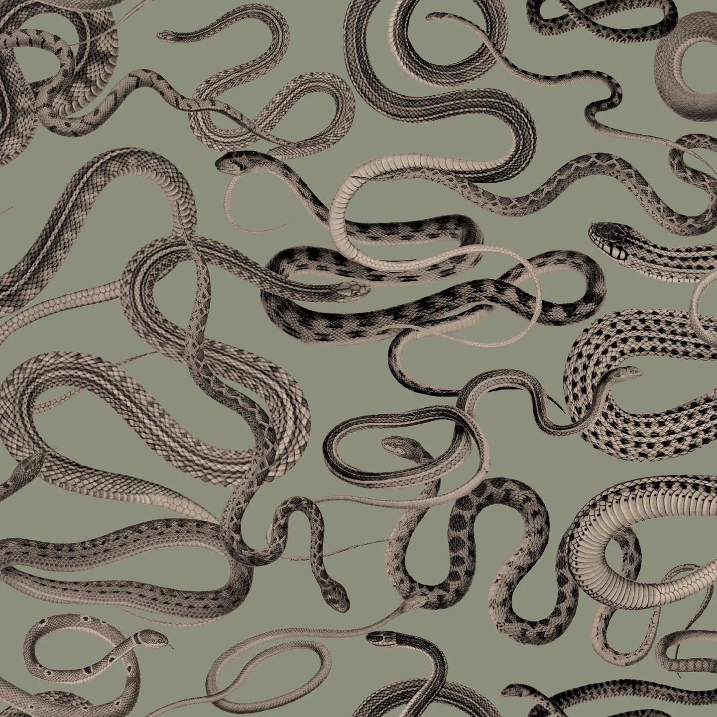 Snakes On A Plane Wallpaper by Woodchip & Magnolia