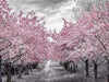 Cherry Blossom