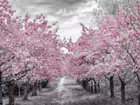 Charming Cherry Blossom Alley Mural by HappyWall