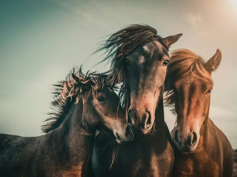 Horse Gang Mural by HappyWall