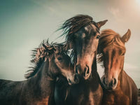Horse Gang Mural by HappyWall
