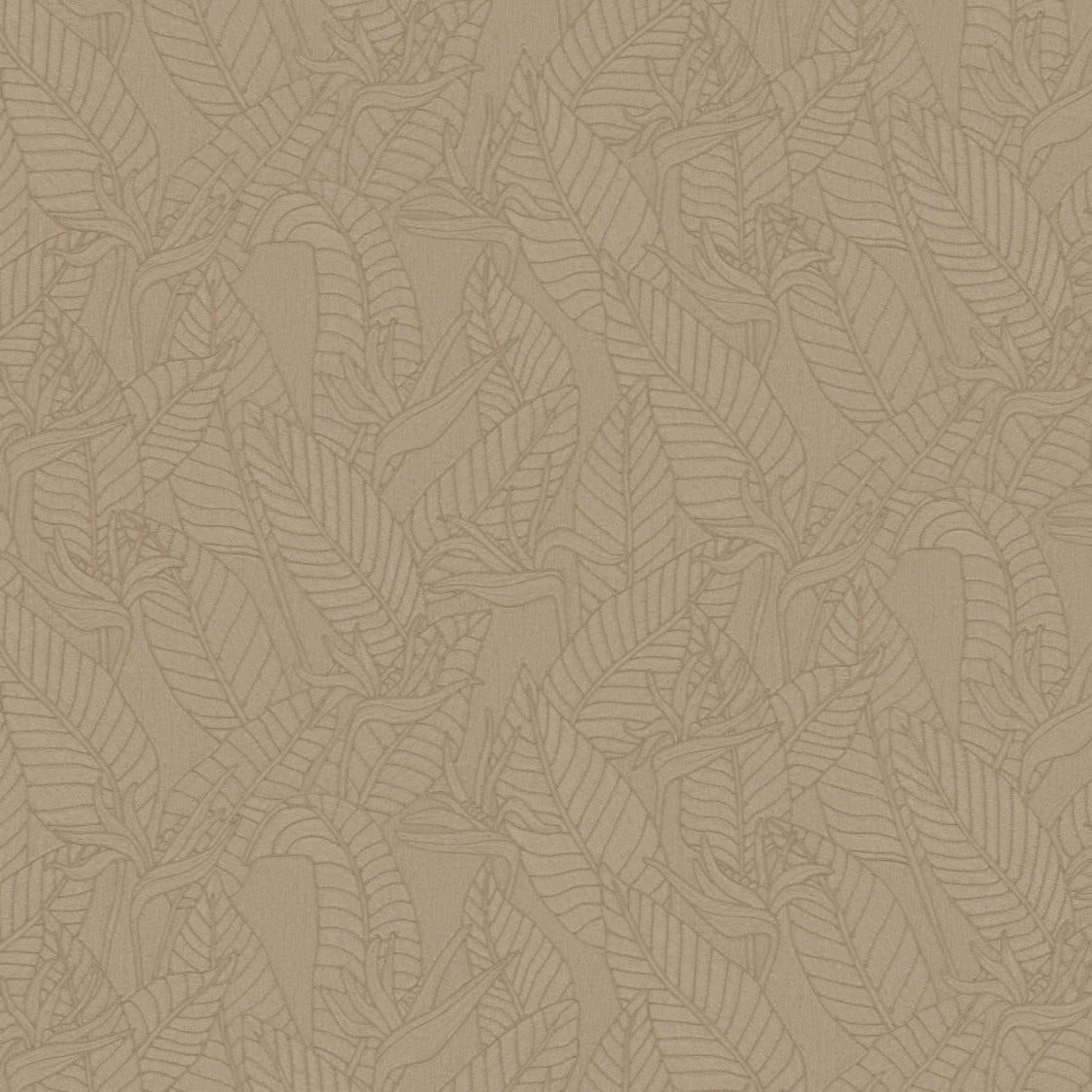 Strelitzia Wallpaper