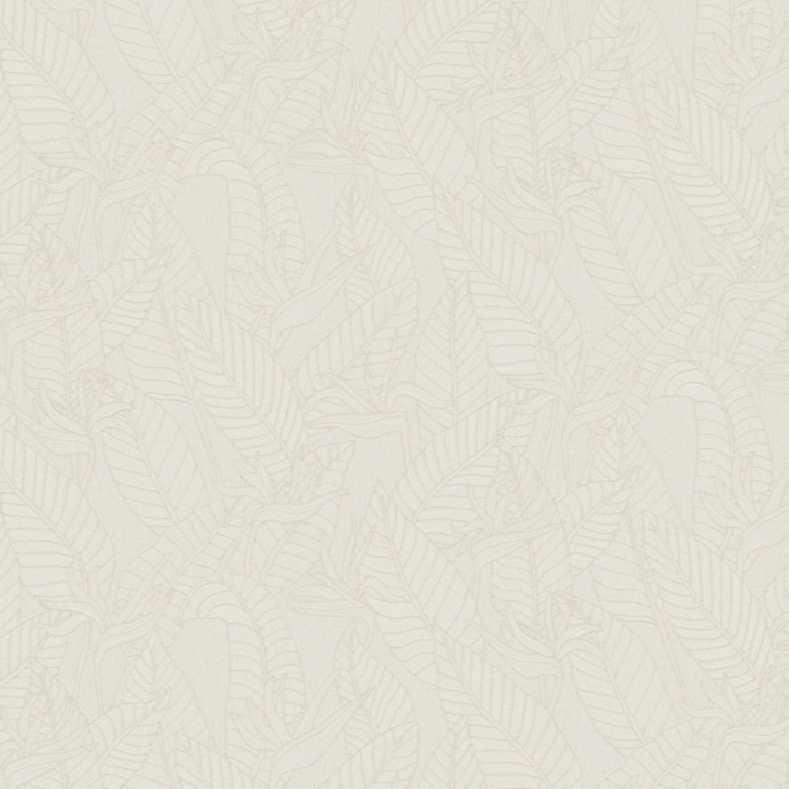 Strelitzia Wallpaper