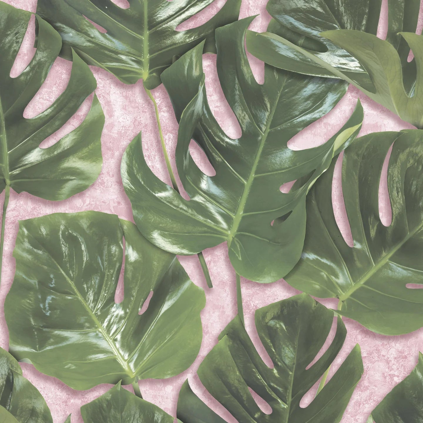 Monstera Wallpaper by Woodchip & Magnolia
