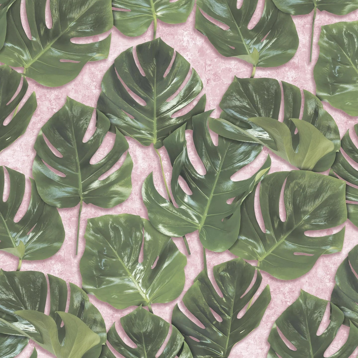 Monstera Wallpaper by Woodchip & Magnolia