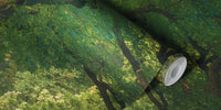 Soft Morning Light at the Acacias Mural by HappyWall