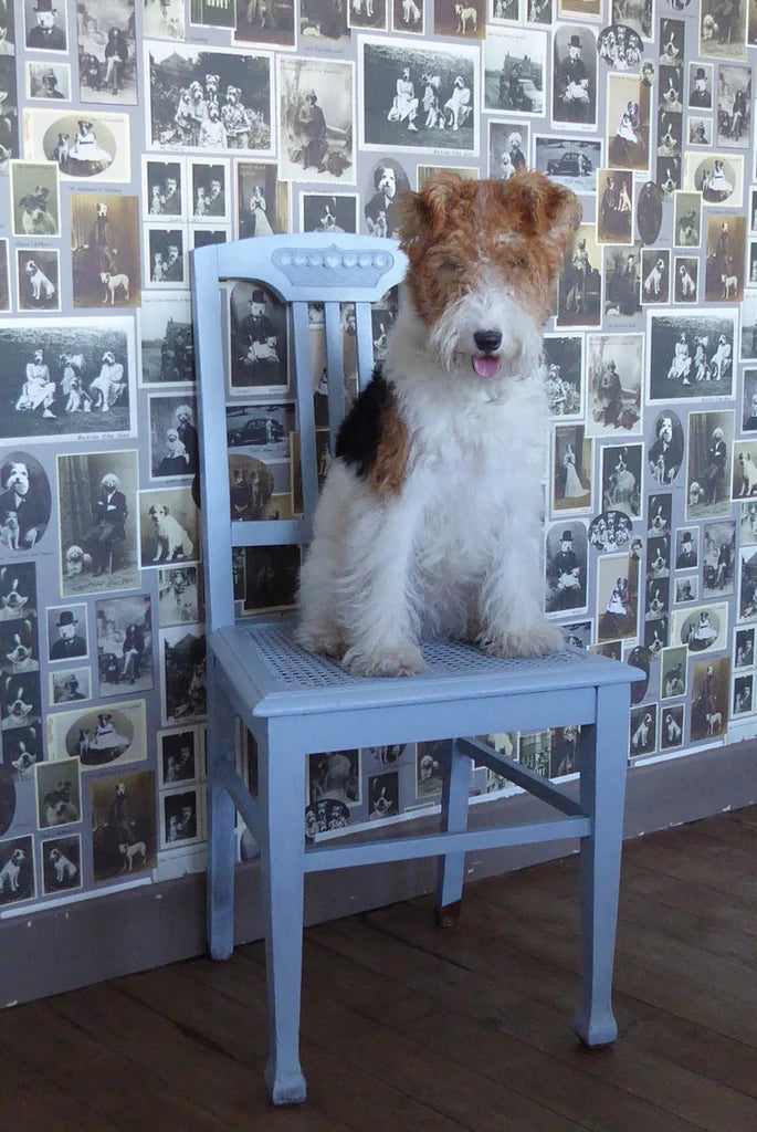 Jolly Boy Wallpaper by Graduate Collection